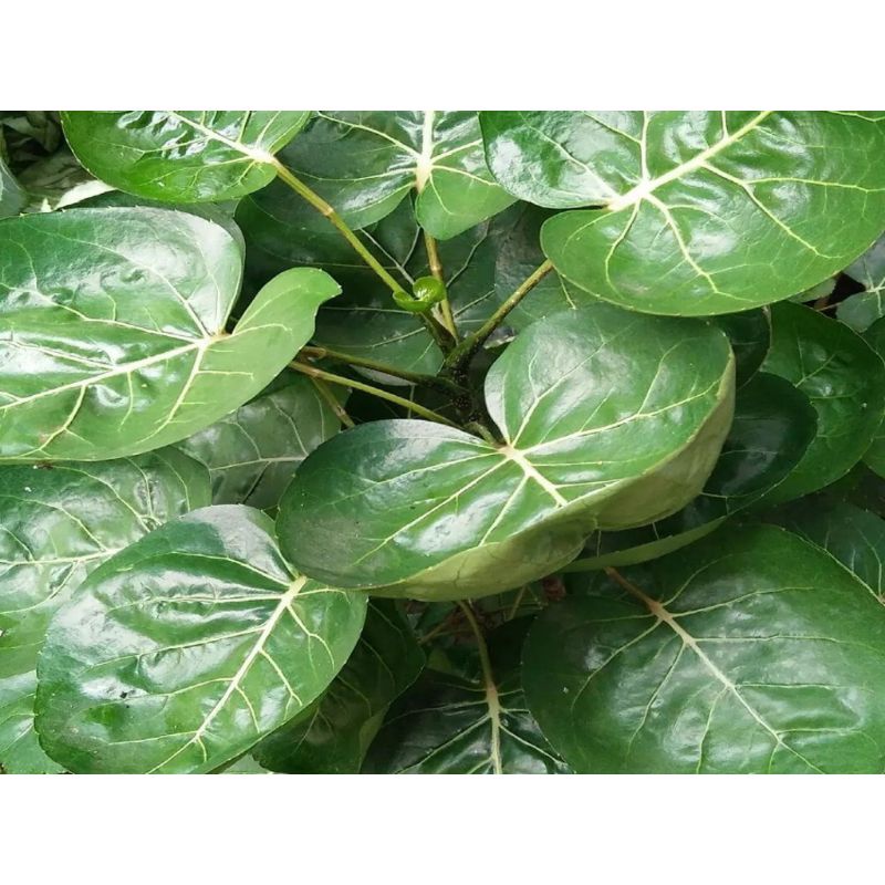 

Promo Daun Manggokan Per Lembar kadaka olshop02