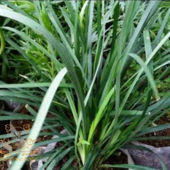 tanaman hias kucai daun besar/ophiopogon jaburan