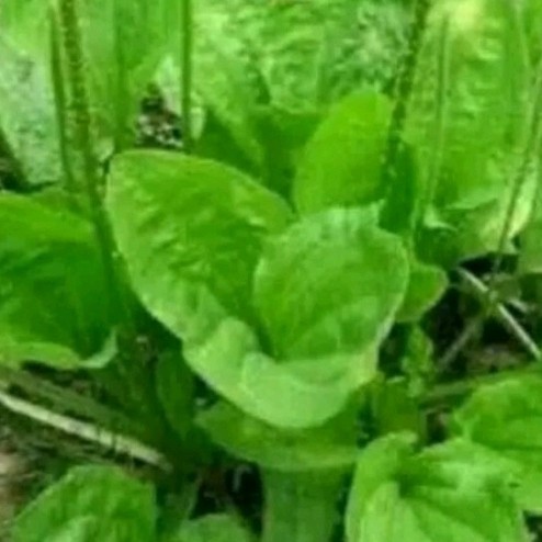 

New Promo Daun ki urat atau daun sendok segar per 500 gram