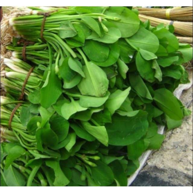 

Daun Genjer Segar 500 gram Murah