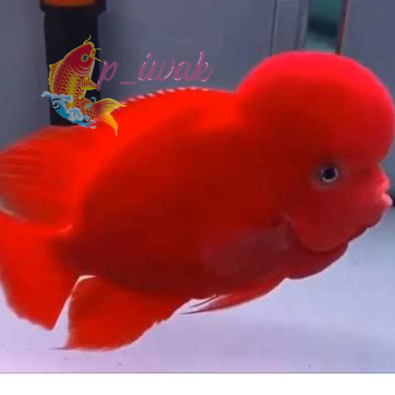 hiyasan akuarium Burayak Louhan Super Red Monkey Import Thailand p iwak