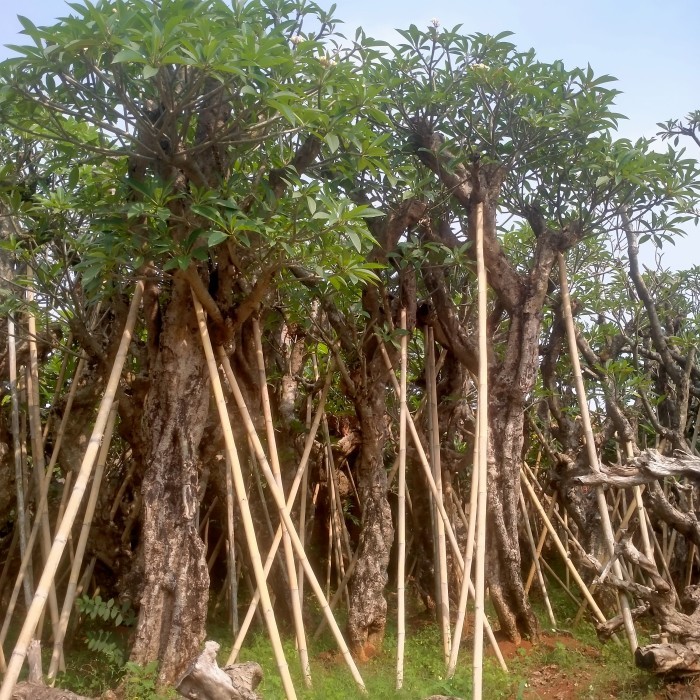 pohon Kamboja besar /Kamboja fosil