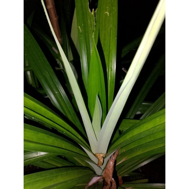 

New DAUN PANDAN SEGAR FRESH 50 LEMBAR COD