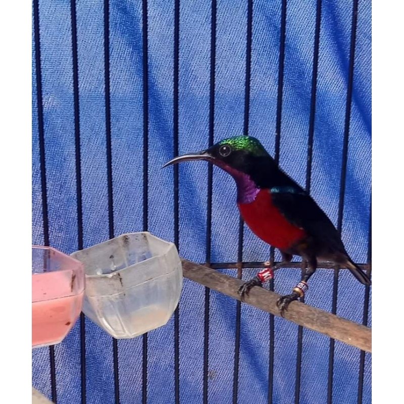 Konin Burung Kolibri ninja metalik Bunyi GACOR rawatan ngobra - Romeesa