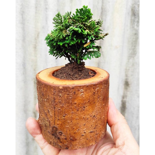Bunga CEMARA MINI INOKI - Tanaman Hias Hidup Daun Cemara Mini Inoki - Pohon Cemara Mini Inoki - Cema