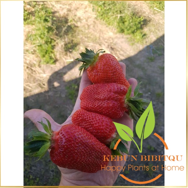 bibit strawberry australia giant strawberry