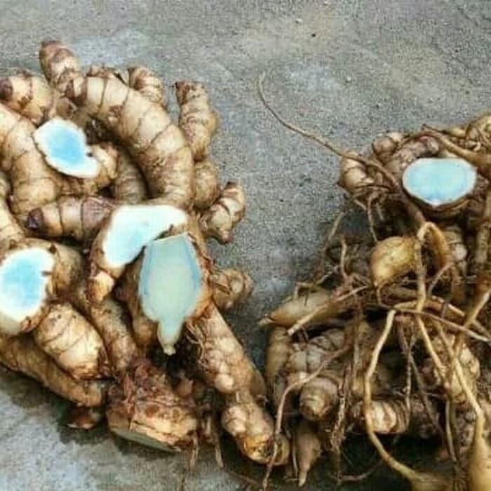 

promo temu hitam segar 1kg kunyit temu ireng 1