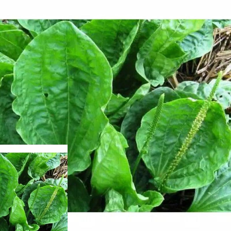 

Baru daun sendok ki urat segar 250 gram COD