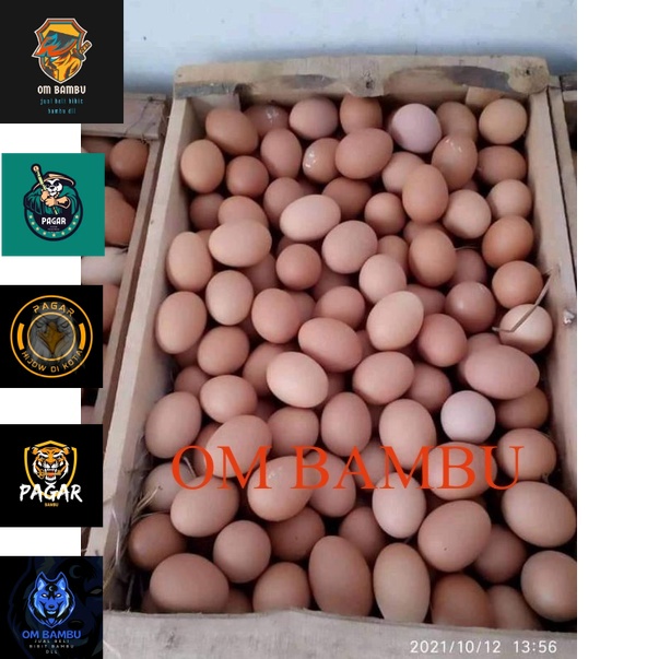 

telur ayam berkualitas tinggi fress