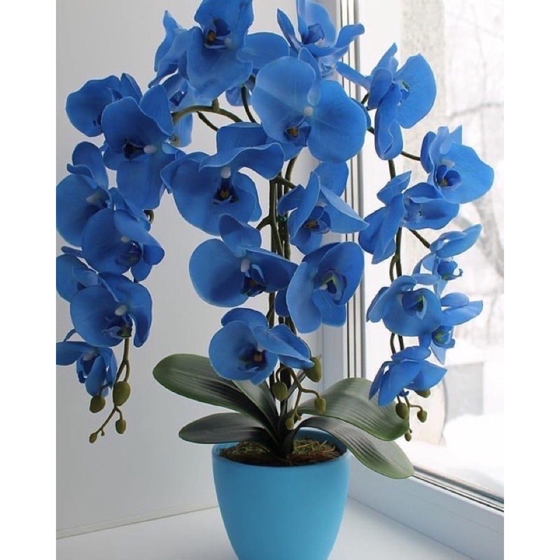 Anggrek Dendrobium Blue - Biru - Bunga Hias Anggrek - Tanaman Hidup - Bunga Hidup