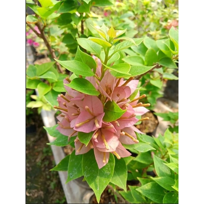 (TERMURAH) Tanaman Hias Bougenville Singapore Peach