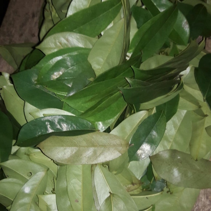 

Daun Sirsak Tua Daun Sirsak 300gram