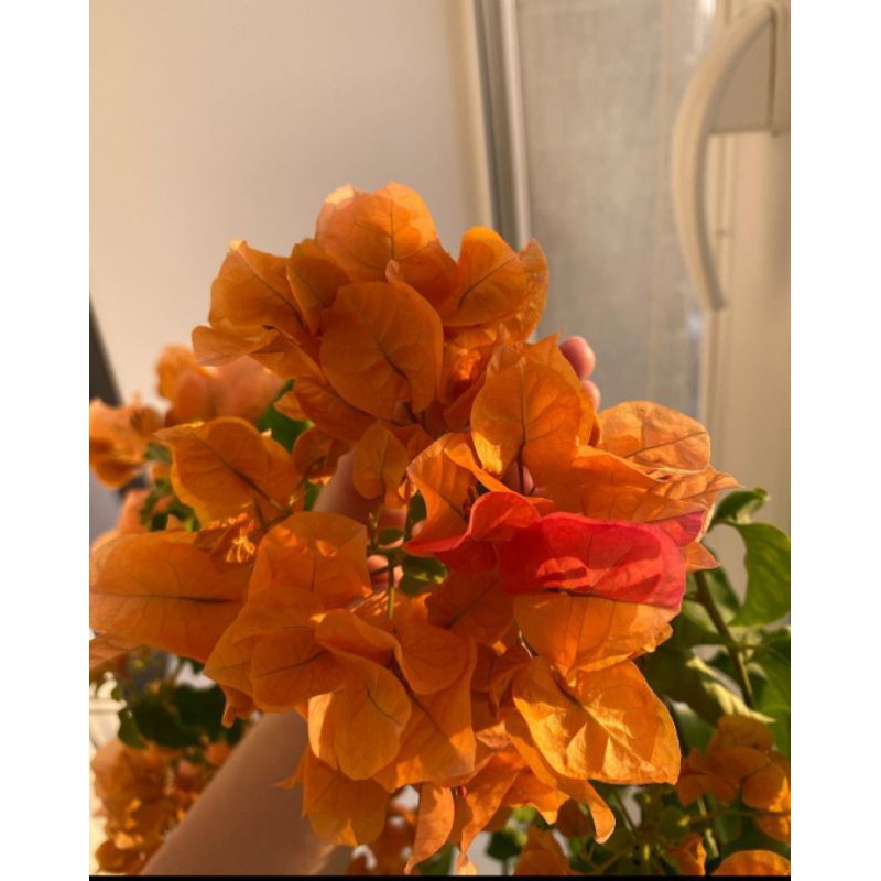 Tanaman Hias Bunga Bougenville Varigata Bunga Kuning