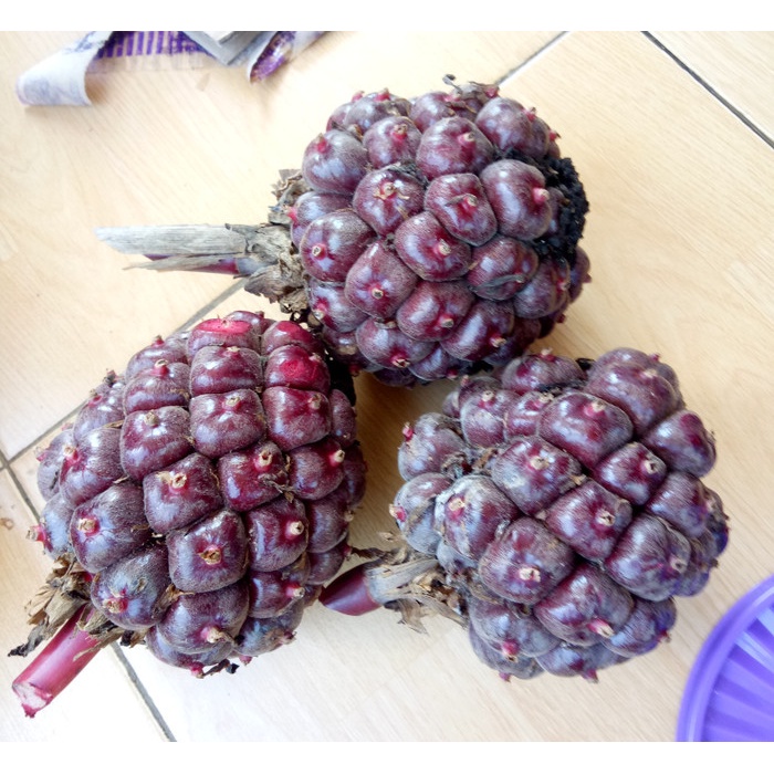 

New COD Buah Honje merah kecombrang merah asli langsung petik