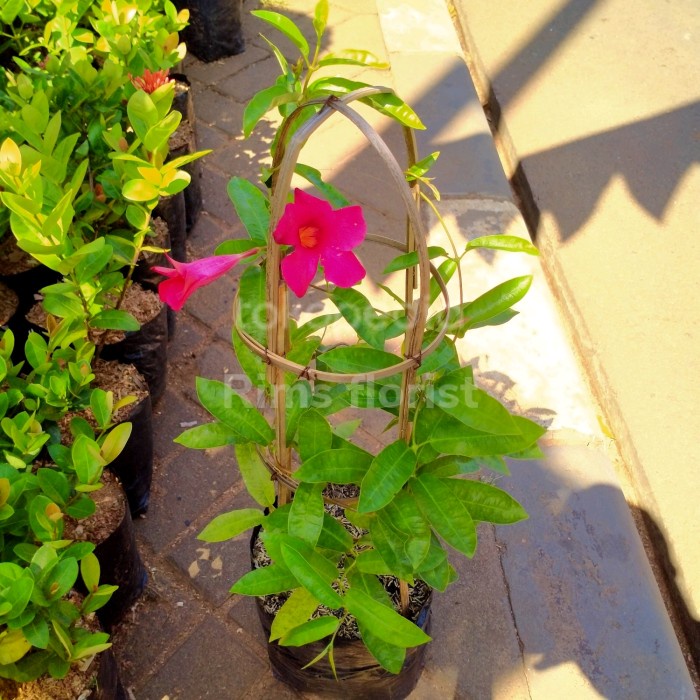 Tanaman hias Alamanda/tanaman alamanda bunga merah