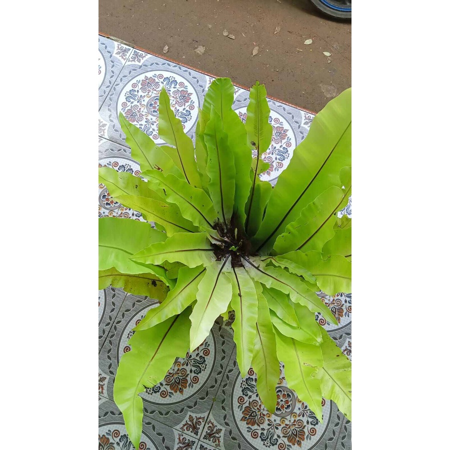 tanaman hias kadaka kadaka hiasan dinding /rumah