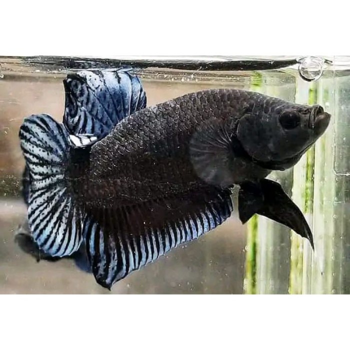 variasi CUPANG BAG4N ADUAN (jantan) pemanis aquarium