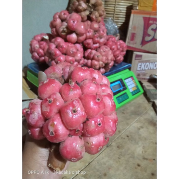 

New Promo 1kg asam cekala / asam cikala / asam patikala / buah kecombrang / cekala segar karo bumbu enak bisa COD Pranaja store