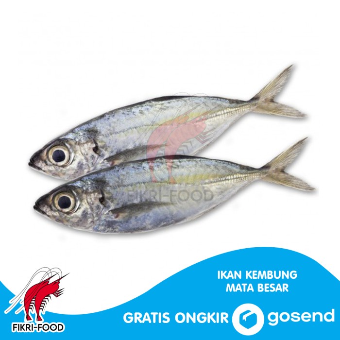 

Ikan Kembung Mata Belo Segar