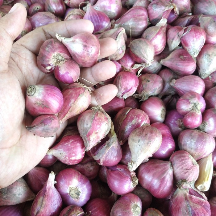 

Bawang Merah Segar Harian