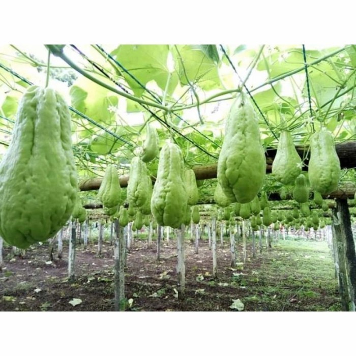 Promo Bibit/benih labu siam/waluh Siam/labu sayur