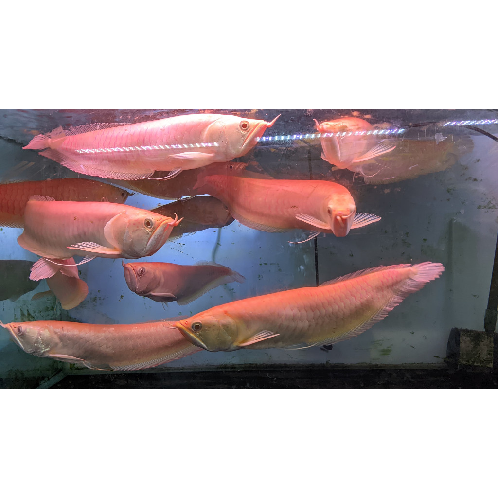 Ikan Arwana Silver Albino Ikan Hias Aquarium Aquascape Per Ekor