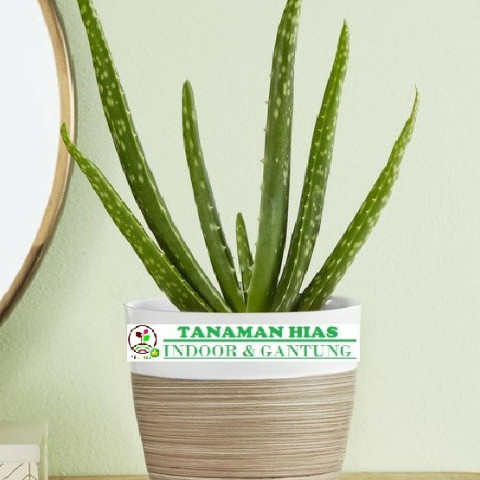 Tanaman Hias Indoor Lidah Buaya Mini