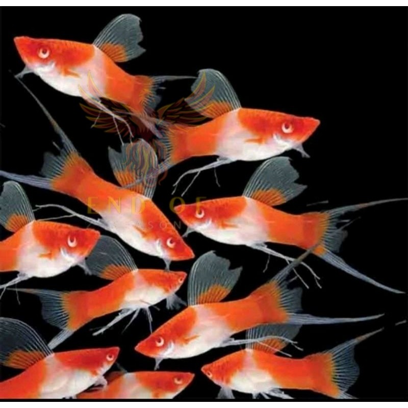 Platy kohaku CAWANG HIASAN AQUARIUM gasken