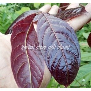 

herbal daun jengkol segar tuadan muda 1 kg