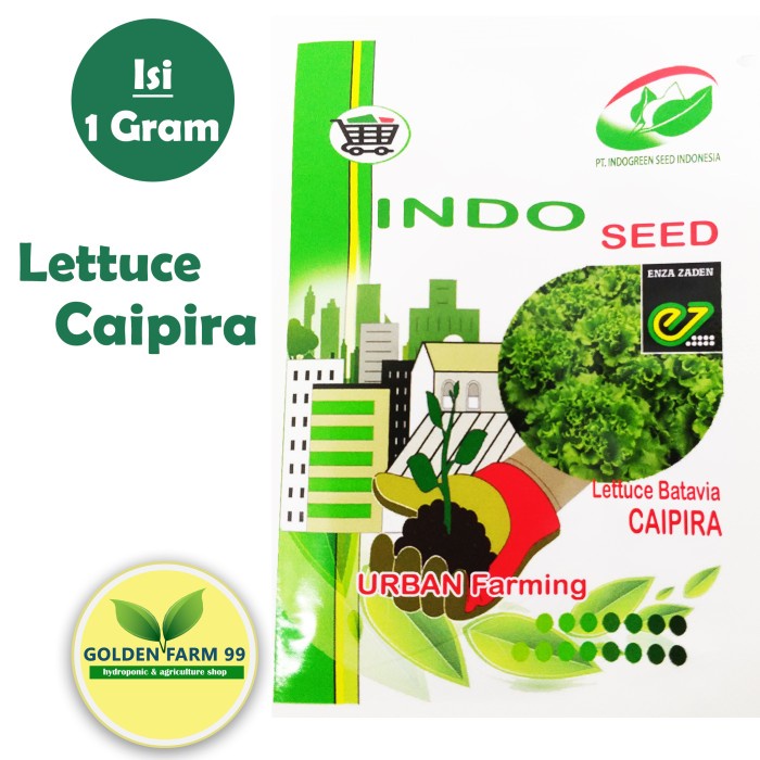 TERBARU Benih Selada Caipira 1 Gram Indo Seed - ORI