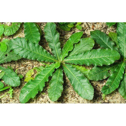 

Promo daun herbal tapak liman frees 250 gram COD