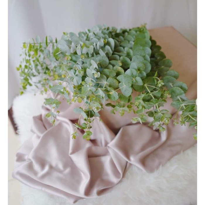Silver Dollar / Eucalyptus Babyblue Dolar Daun  Asli segar