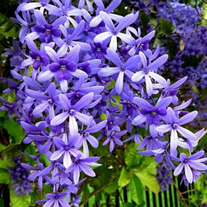 bibit tanaman hias merambat petrea bunga ungu dan bunga putih/ tanaman pergola