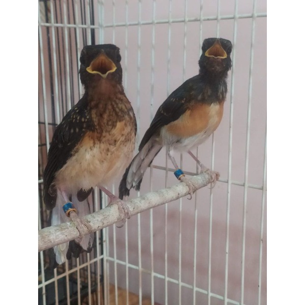 Murai Trotolan Betina Medan Ternakan