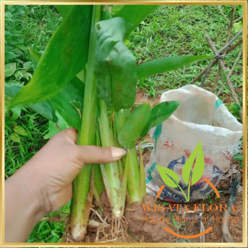 Bibit Umbi Garut Segar / Bibit Umbi Garut Siap Tanam Wisata Flora