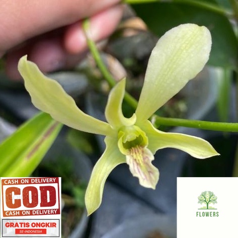 Dendrobium Gianyar Bersemi Dewasa (antenatum  x trillamelatum) (BISA COD)