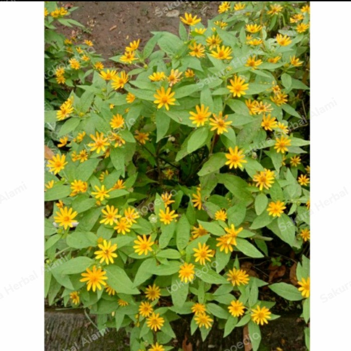 Tanaman hias bunga matahari kecil