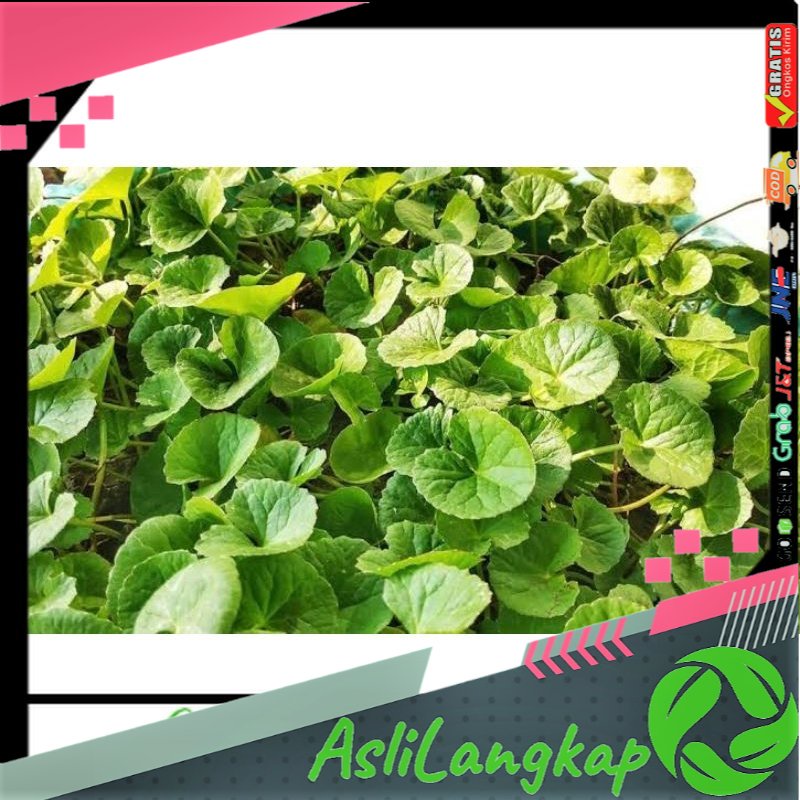 

Daun Pegagan Daun antanan segar 250gram Lalapan Daun Antanan Organik