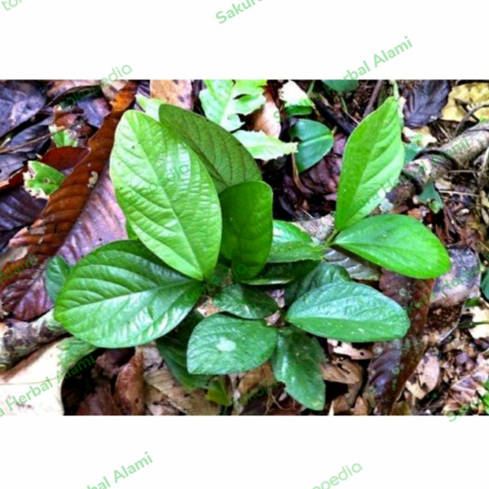 TANAMAN HERBAL SINGA DEPA