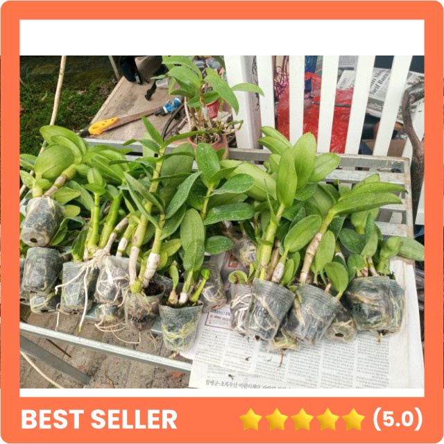 Seedling Anggrek Dendrobium Keriting Jumbo Hybrid siap aklim pot remaja