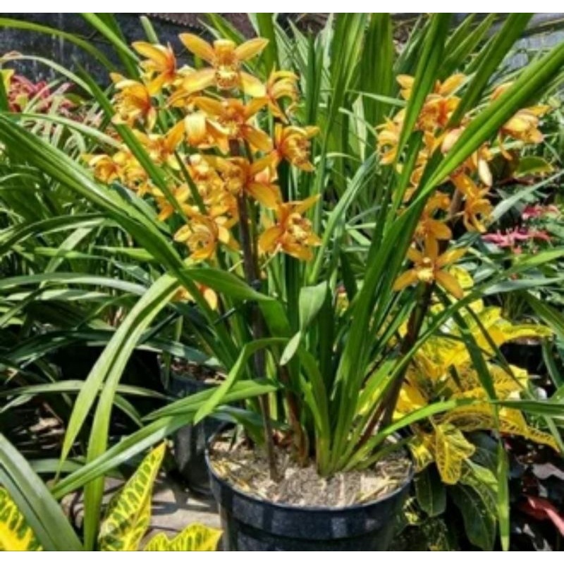 anggrek cymbidium wangi chenrubby rimbun spike/ dewasa