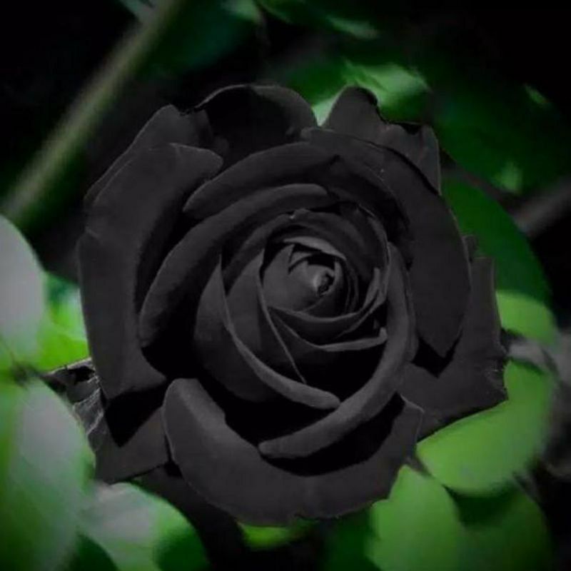tanaman bunga mawar hitam balck rose - bunga mawar warna hitam