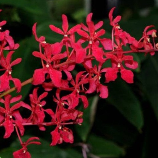 Bibit Tanaman Anggrek Renanthera Dewasa Siap Berbunga - Engolata