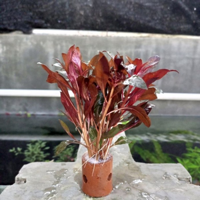 Ludwigia Red Malang / Ludwigia Glandulosa / Tanaman Aquascape