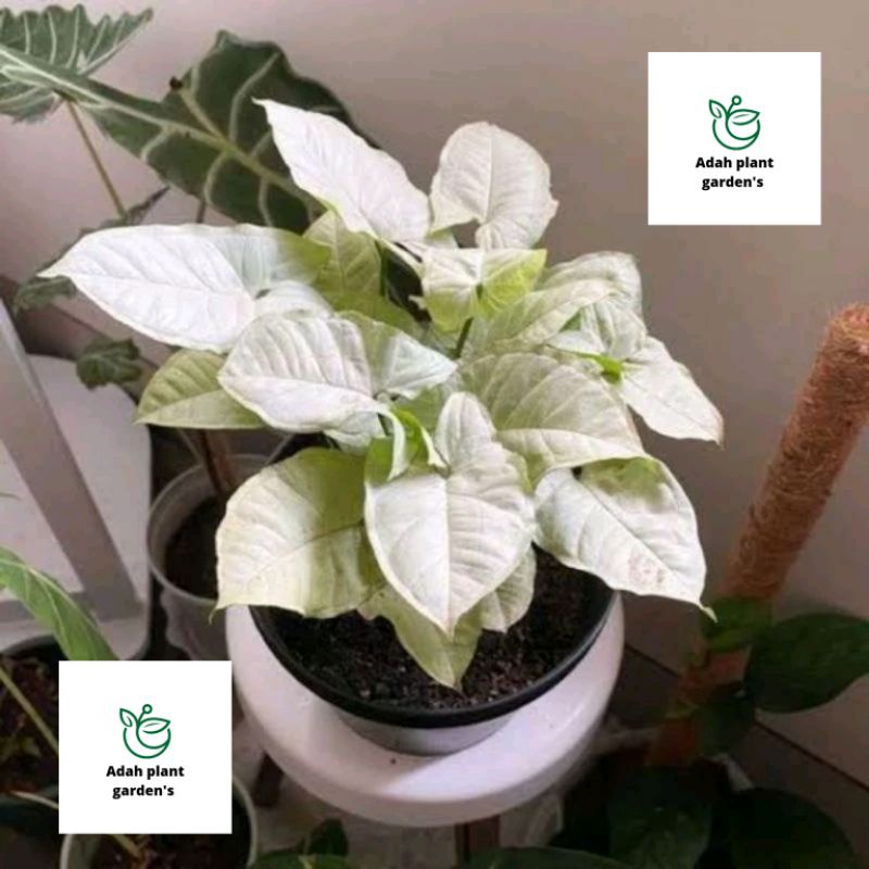 -> ( BISA COD ) Tanaman Hias Syngonium Putih Salju Mini / Singonium Putih Mini / Bunga Hias Singoniu