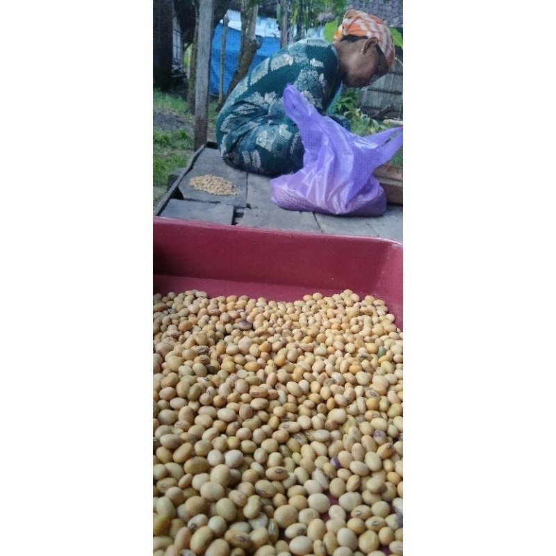 

COD !!! kedelai tempe 1kg kualitas super
