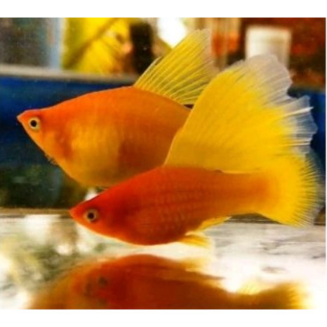 Ikan Hifin Sunrise Platy Ikan Hias Aquarium Aquascape Per Ekor