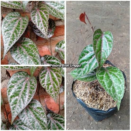 Tanaman Daun Sirih Merah / Herbal Sirih Merah