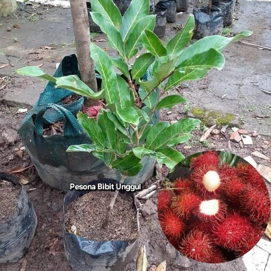 Bibit Rambutan Parakan Okulasi