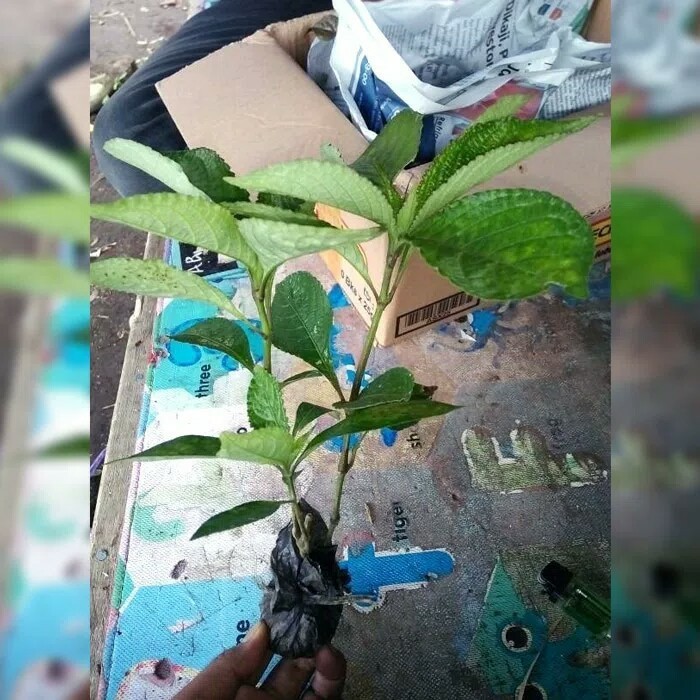 3 Bibit Tanaman Keji Beling Pohon Keji Beling Bibit Keji Beling Selamat